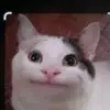 Sandra.Salvemini - @wolffjsfgp0 - TikTok