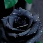 Sandra Sanches - Facebook