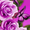 Sandra Sanches - @sandra.sanches34 - TikTok