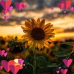 Sandra Sanchez - Facebook
