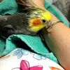 @dusty042062 - @sandraschade2 - TikTok
