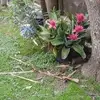 Sandra Sears - @sandra.sears7 - TikTok