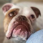 Sandra Seger - @doerthebulldog - Instagram
