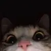 sandrashams - @sandrashams - TikTok