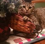 Sandra Sheets - Facebook