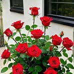 Sandra Shimo - Facebook