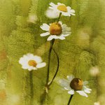 Sandra Shoemaker - @sandrashoemaker - Instagram
