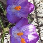 Sandra Shore - Facebook