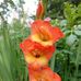 Sandra Shores - Facebook