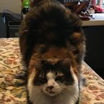 Sandra sinclair - @meemerssunnybunny - Instagram