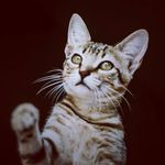 Sandra ślusarczyk - @kicia_koty_xd - Instagram