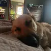 Happy GSD 🐾 - @sandras_strut_sniff - TikTok
