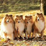 Sandra söderström - @delightedstarshelties - Instagram