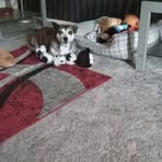 Sandra Speakman - Facebook