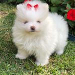 Sandra Canil Spitz Babys - @sandracanilspitzbabys - Instagram
