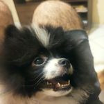 Sandy spitz e família ❤️🐶 - @sandy_spitz_ - Instagram