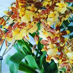 Sandra Steffens - @flores_acessorios_rafael - Instagram