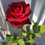 Sandra Steffens Floss - @sandra_steffensfloss - Instagram