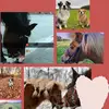 s.schulte - @sandras_tierwelt - TikTok