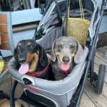 Sandra Stokley - @rescuedoxins4 - Instagram