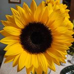 Sandy Stowell Harris - @ssharris3 - Instagram