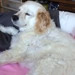 Sandra Suzuki - @pochimochi2003 - Instagram
