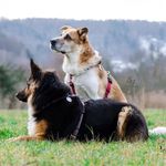 Sandra Svoboda - @tdssvoboda - Instagram