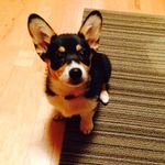 Sandra Switzer-Chapman - @myrtle_the_corgi - Instagram