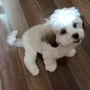 Sandra Tata - @sandra.tata8 - TikTok