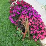 Sandra Tedesco - @tedesco2571 - Instagram