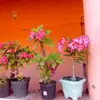 Sandra Texeira - @sandra.texeira1 - TikTok