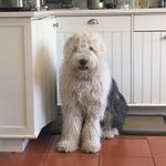 Sandra Thacker - @instadogelliott - Instagram