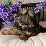 Sandra Tharpe - @silverbellspawprints2023 - Instagram