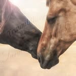 Sandra Thiemens - @traumbildersandrathiemens - Instagram