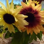 Sandra Tilton - Facebook