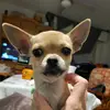 Sandra Toledano - @zosisuneurotik - TikTok