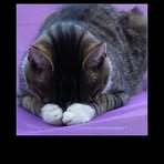 Sandra Tolle - Facebook