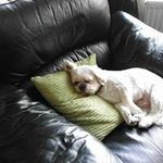 Sandra Toole - @sandratoole - Instagram
