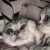 Sandra Totten - @sandratotten_2419 - TikTok