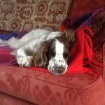 Sandra Towler:) - @love_springers - Instagram