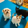 Sandra Tremblay - @sandra.tremblay0 - TikTok