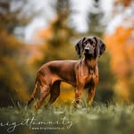 Sandra Tresch - @amia_und_ihre_entourage - Instagram