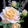 sandra Tripoli - @sandra6tripoli - TikTok