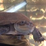 Sandra Bullock the Turtle - @sandra_the_turtle - Instagram