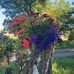 Sandra Tye - Facebook