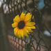 Sandra Ulin - Facebook