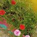 Sandra Ulin - Facebook