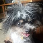 Sandra Gunnell Varner - @theresnopuplikeoz - Instagram
