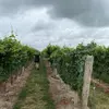 sandrine.veillette - @sandrine.veillette - TikTok