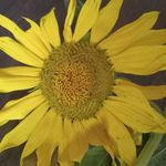 Sandra Venable - @venable2267 - Instagram
